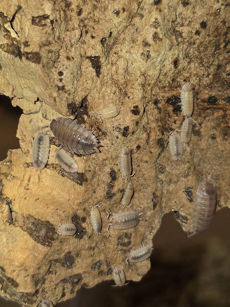 Porcellio scaber "Ghost"