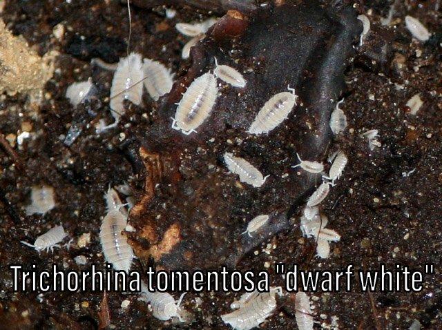 Isopody, mnohonožky, chvostoskoci, POSÍLÁM V TERMOBOXU