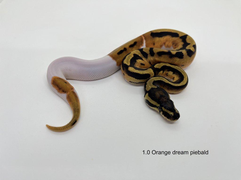 Krajta královská (Python regius)