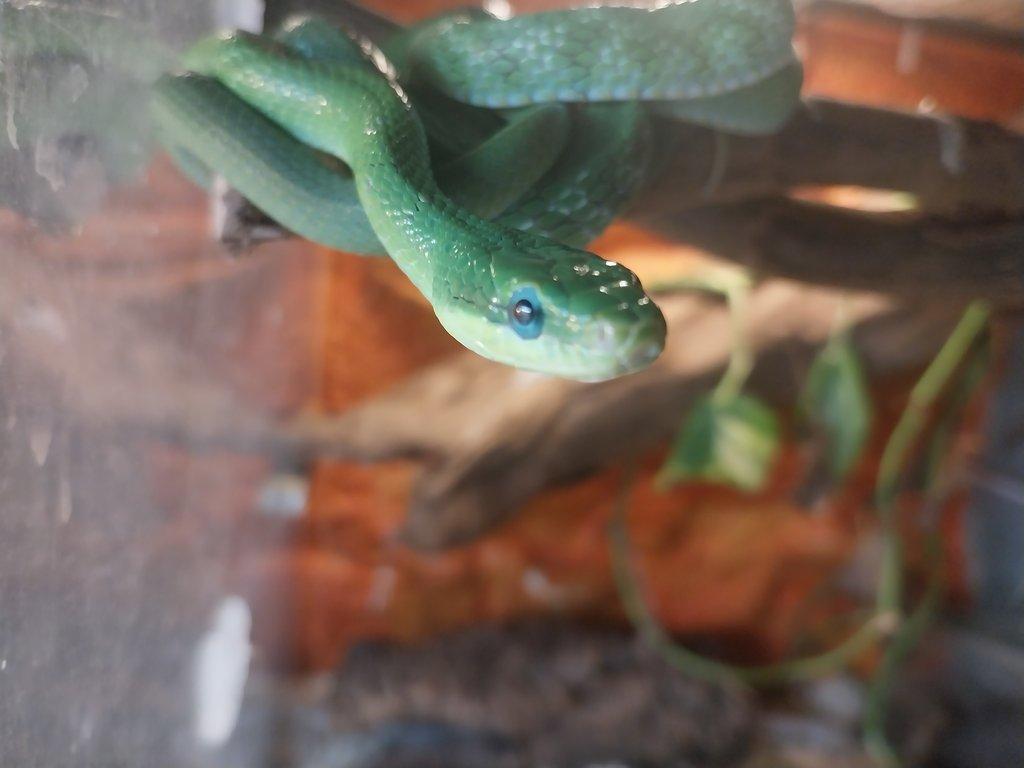 Gonyosoma prasina
