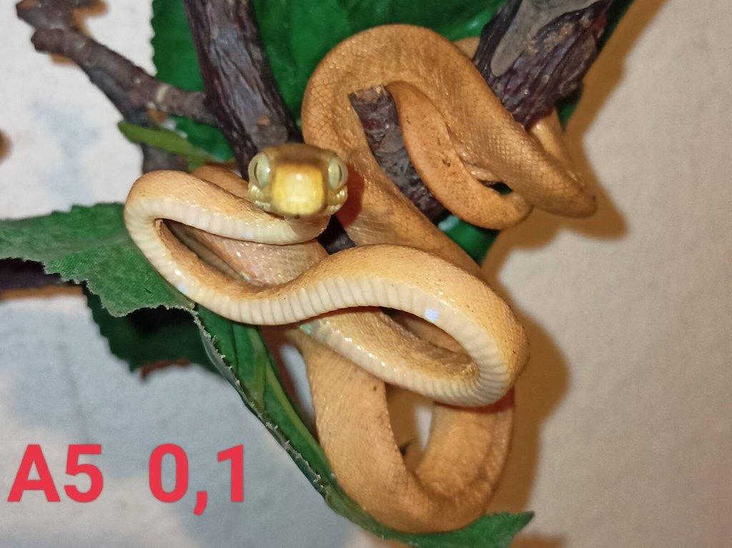 3,4 Corallus hortulanus CB 9/24