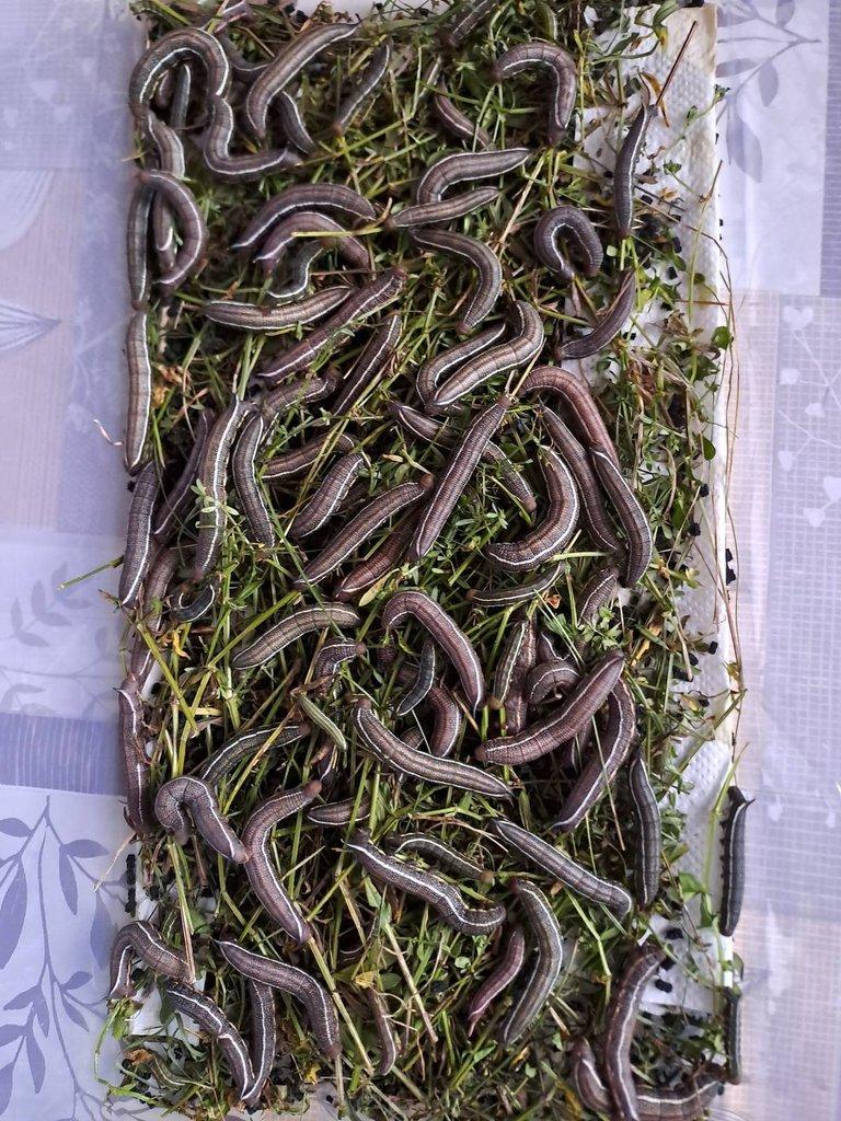 Dlouhozobka svízelová