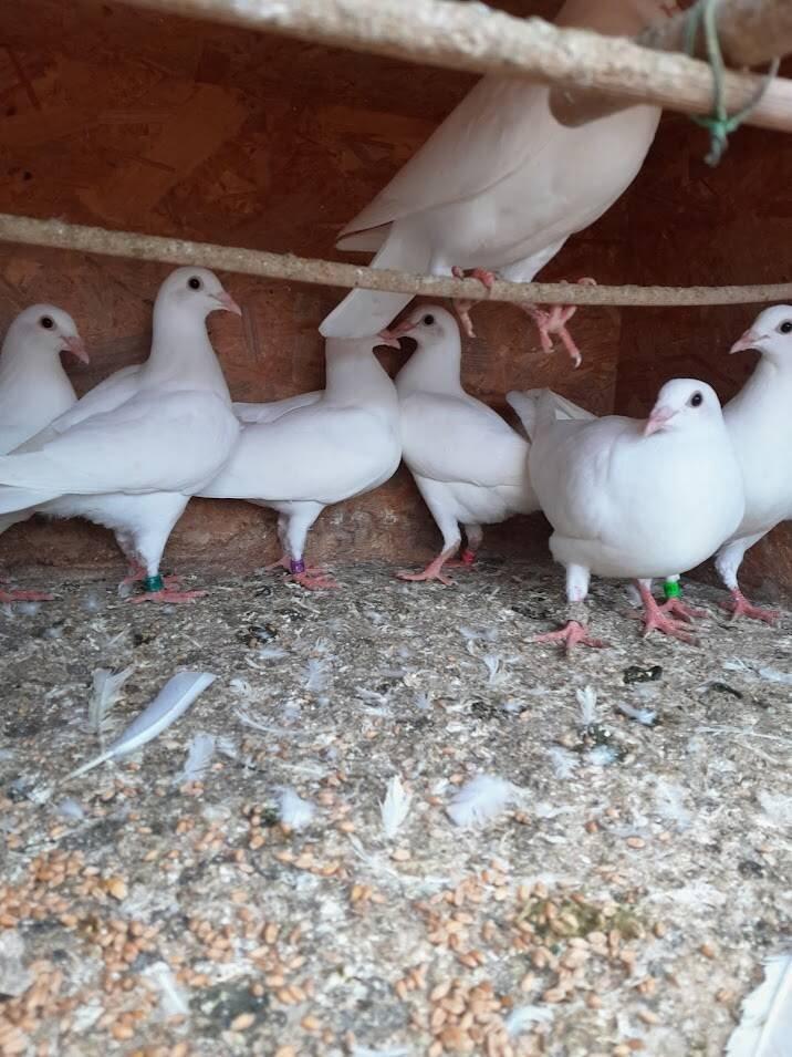 Prodám letošní poštovní holubi z hobby chovu .