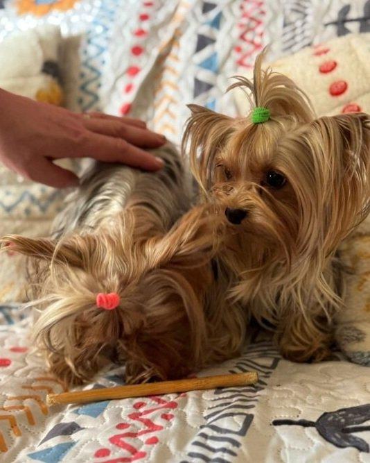 Štěňata yorkšírských teriérů s PP