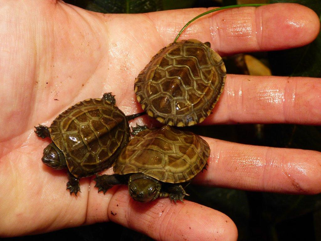 Želva trojkýlná (Mauremys reevesii) vlastní odchov