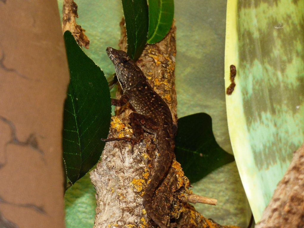 Anolis šedý (Anolis sagrei)