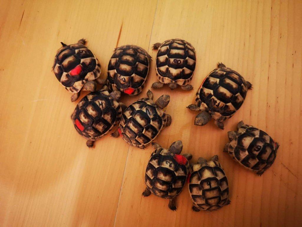 Testudo marginata - želva vroubená