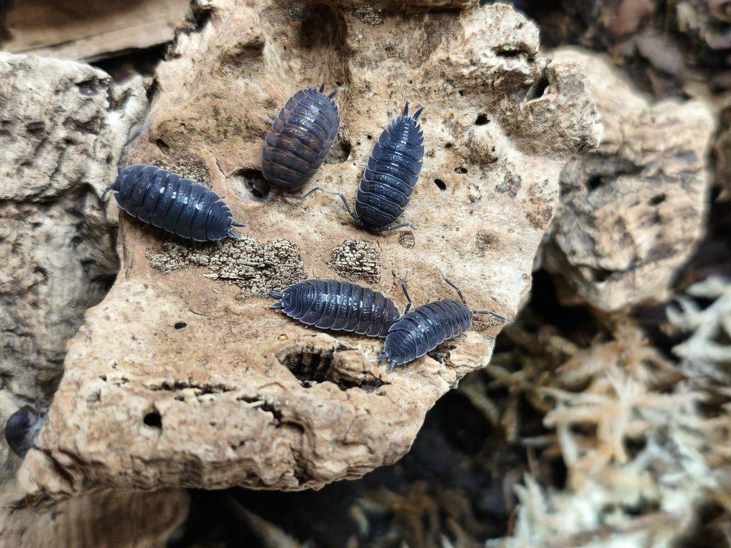 ISOPODY·STÍNKY·CHVOSTOSKOCI - POSÍLÁM / Fauna trhy Ostrava 26.4.