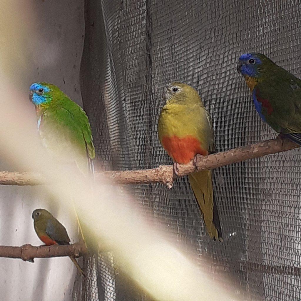 Vyměním  neoféma tyrkysová