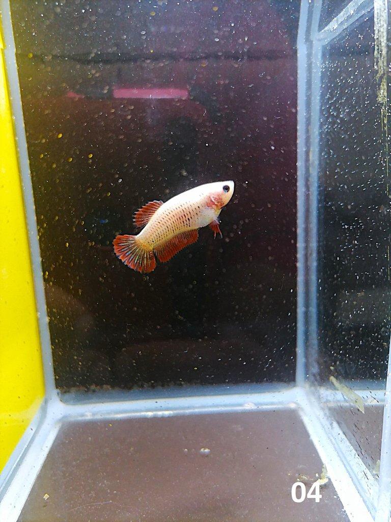 Betta Splendens - Samci