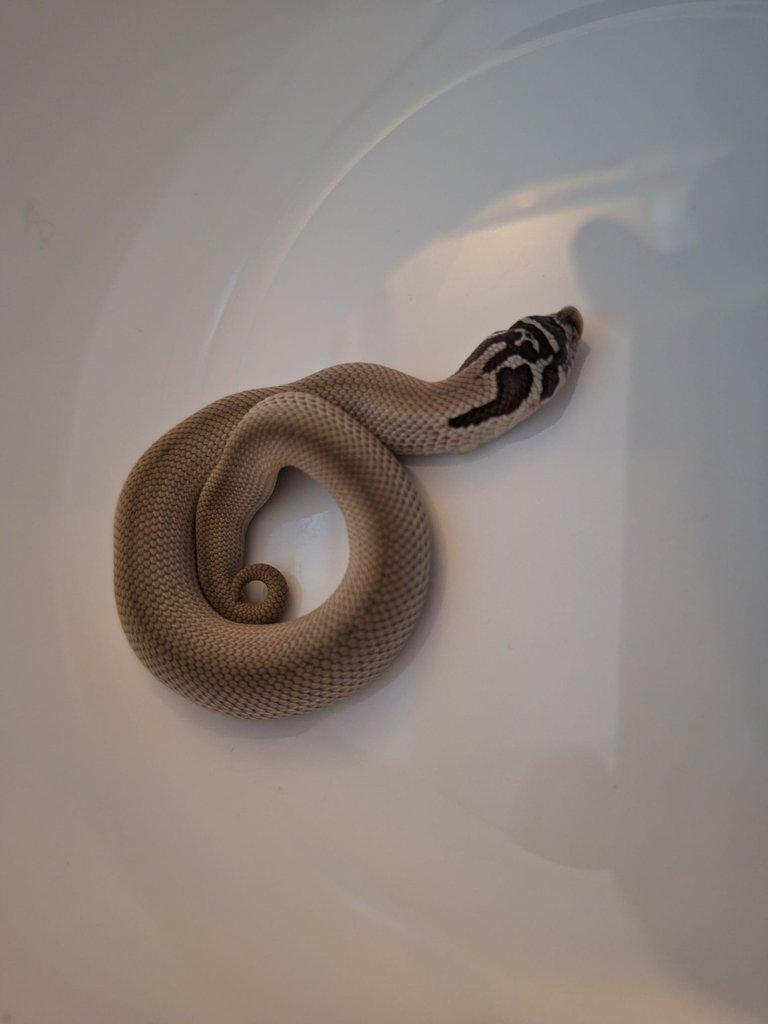 Heterodon nasicus