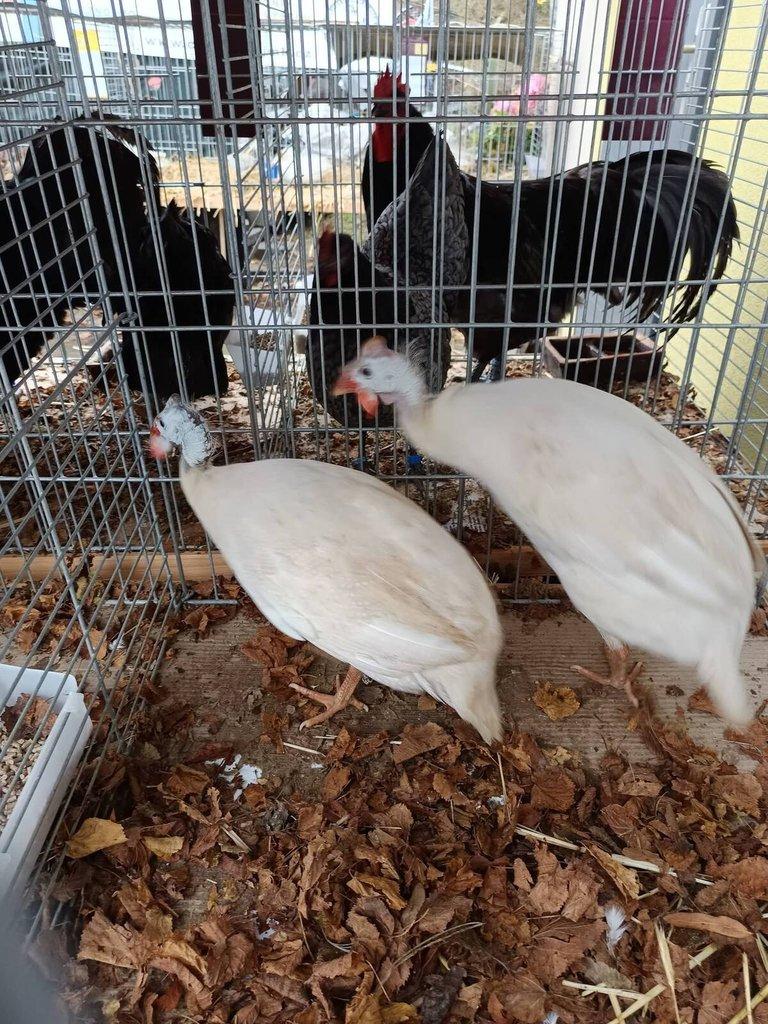 Násadová vejce perliček žlutě plavé ( bílé)