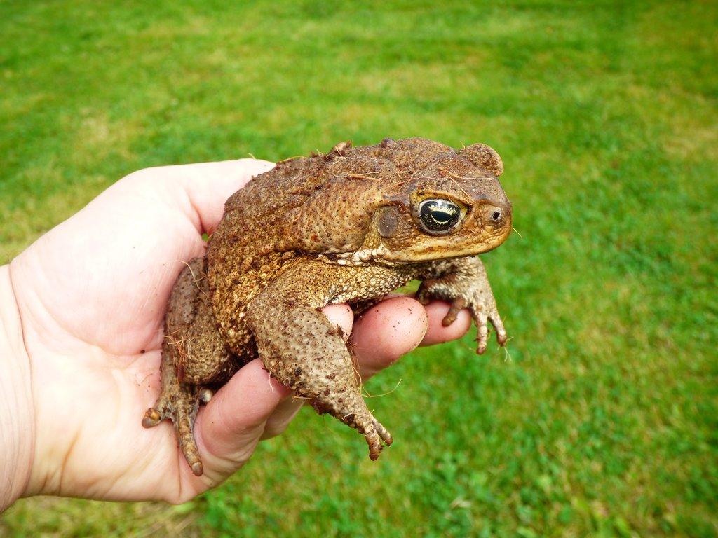 Ropucha obrovská (Rhinella marina)