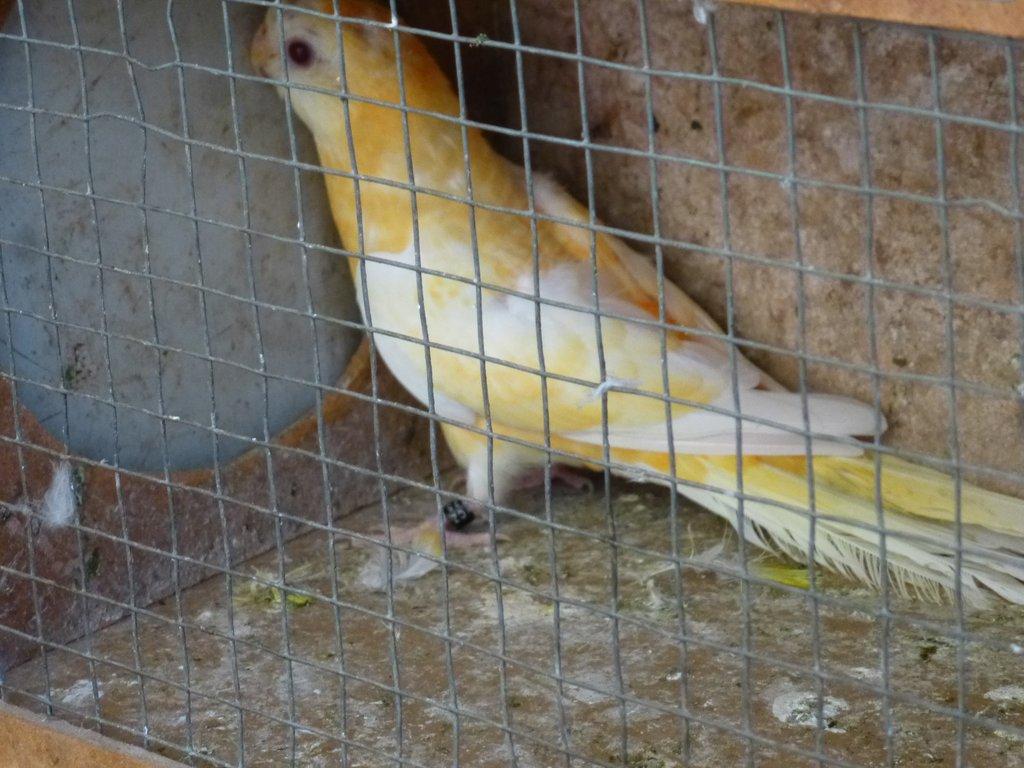 Prodám papoušek zpěvavý