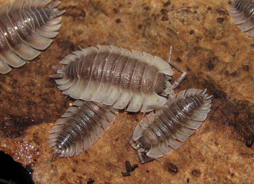 Trachelipus trilobatus