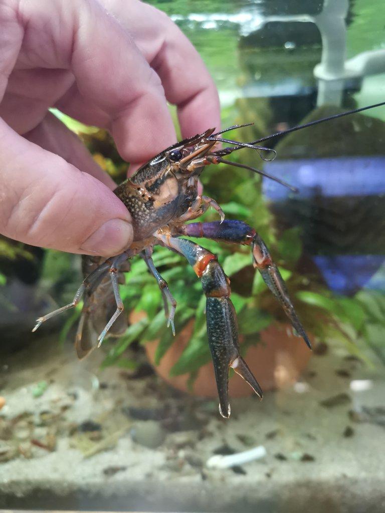 Cherax quadricarinatus blue