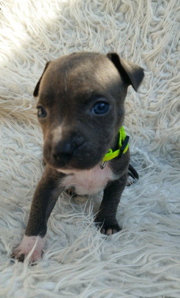 Amstaff