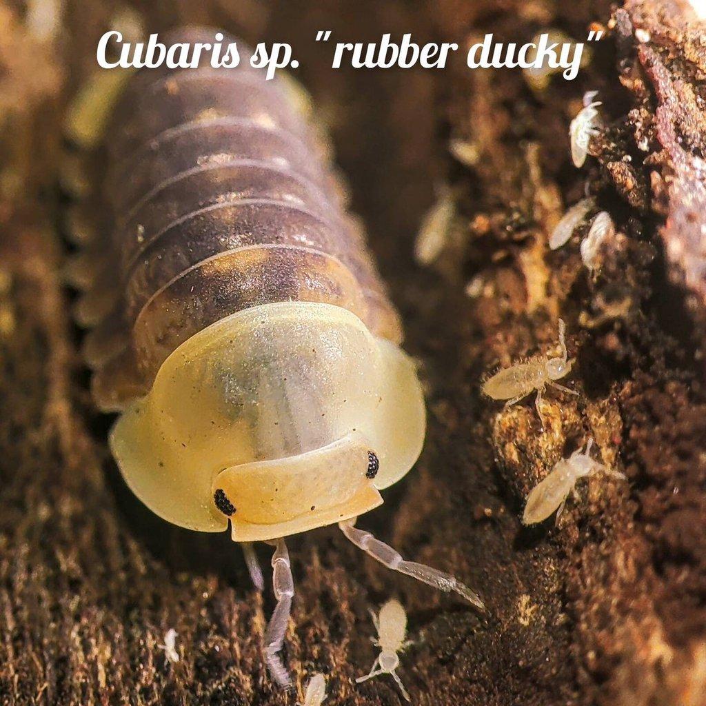 Obrovská sbírka isopod