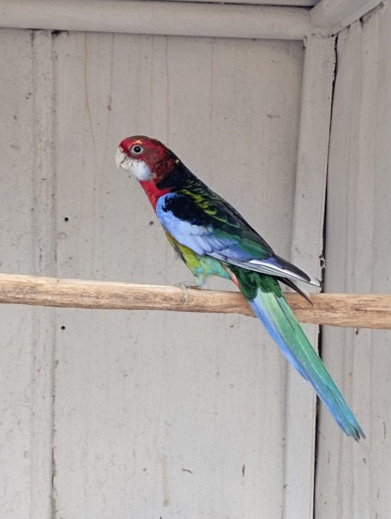 Rosela pestrá černá, modrá, zlatá