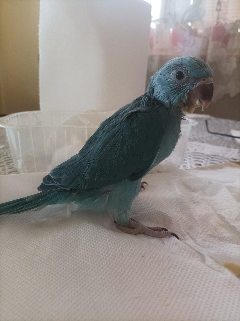 Alexandr malý - modrý opalín