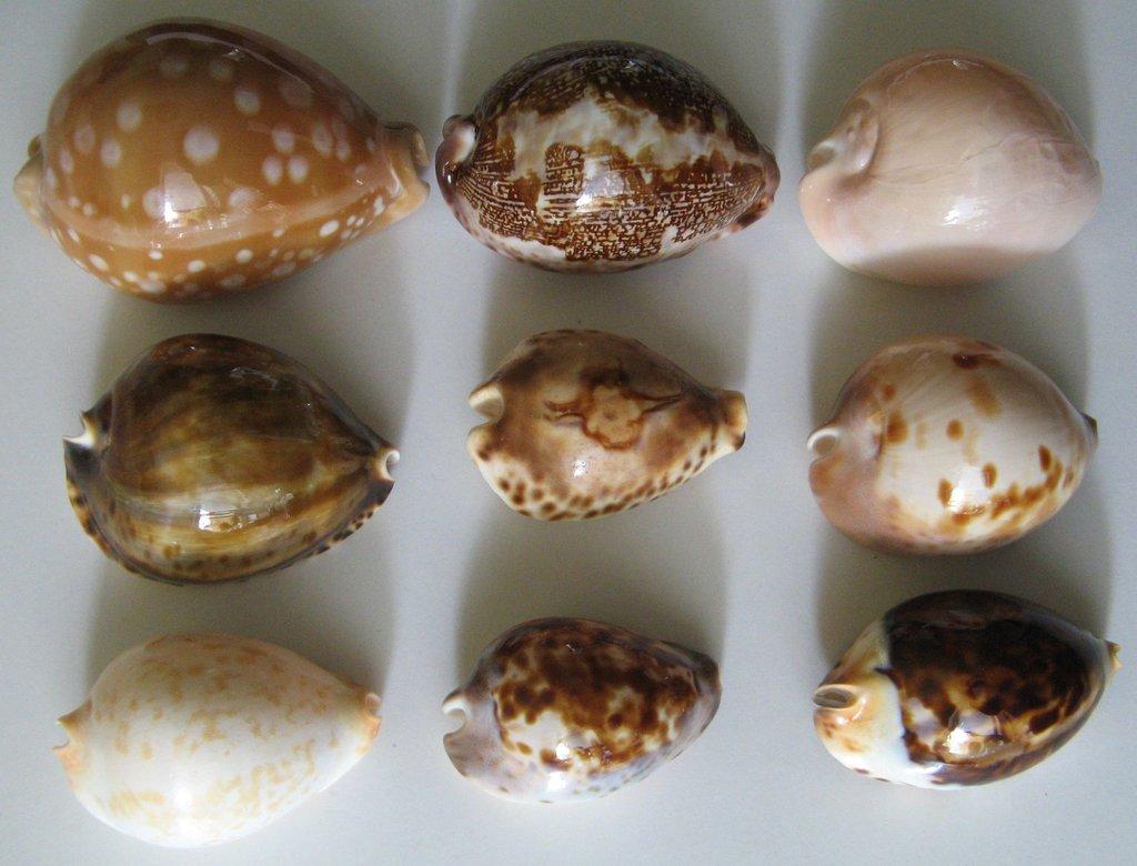 Výstava lastur a mořských přírodnin BRNO - 28. březen 2026