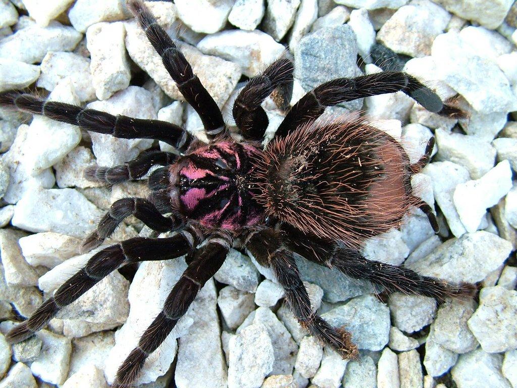 Xenesthis intermedia