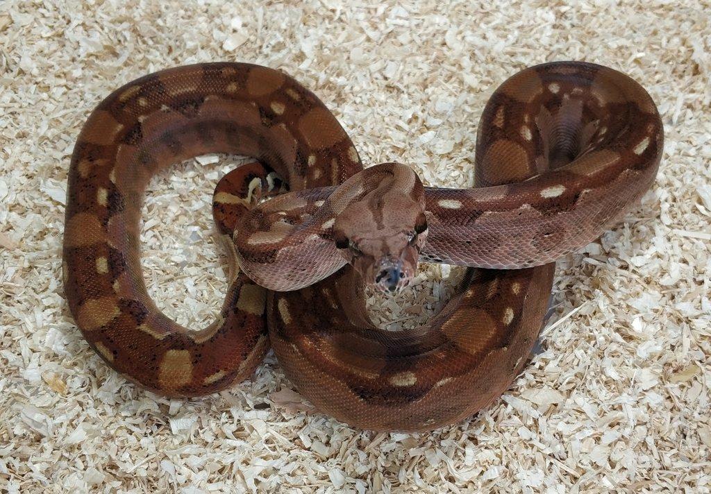 Boa imperator - Hypo Aztec Red Pastel het Sharp Albino