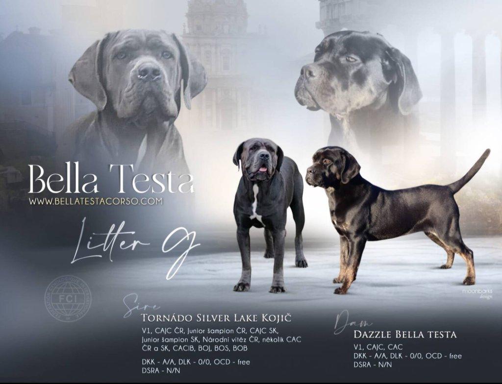 Prodám štěňata Cane Corso s PP