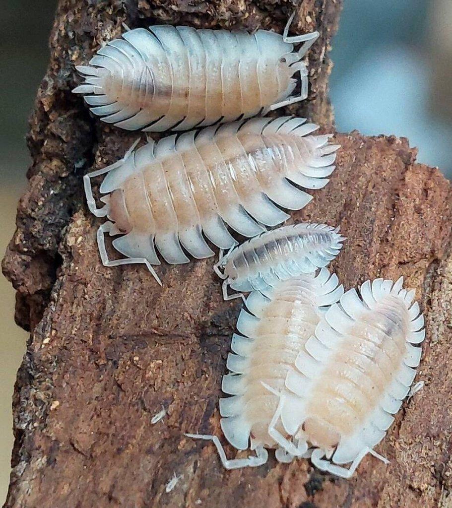 ISOPODA - Hobby druhy - aktualizovaný seznam