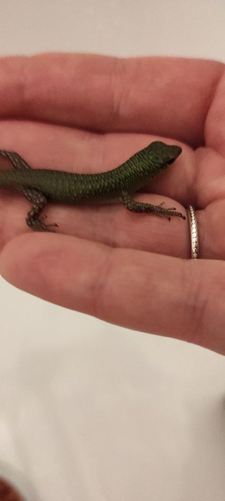 Dasia smaragdina