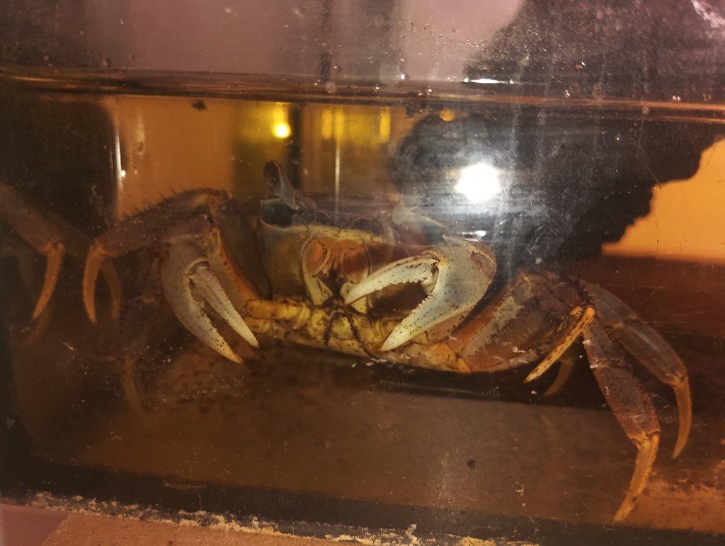 Prodám kraba cardisoma armatum