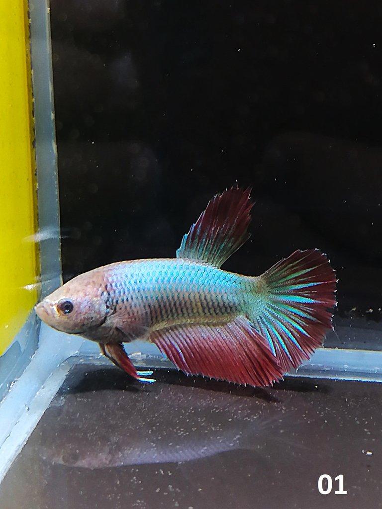 Betta Splendens - Samci