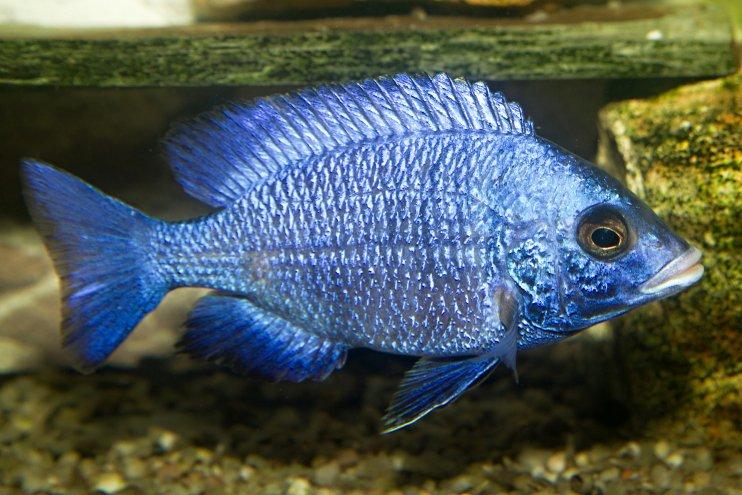 Placidochromis phenochilus Mdoka "White Lips"