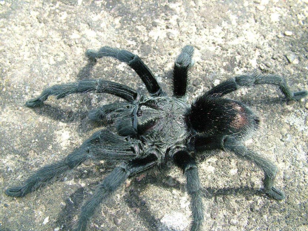 Grammostola pulchra