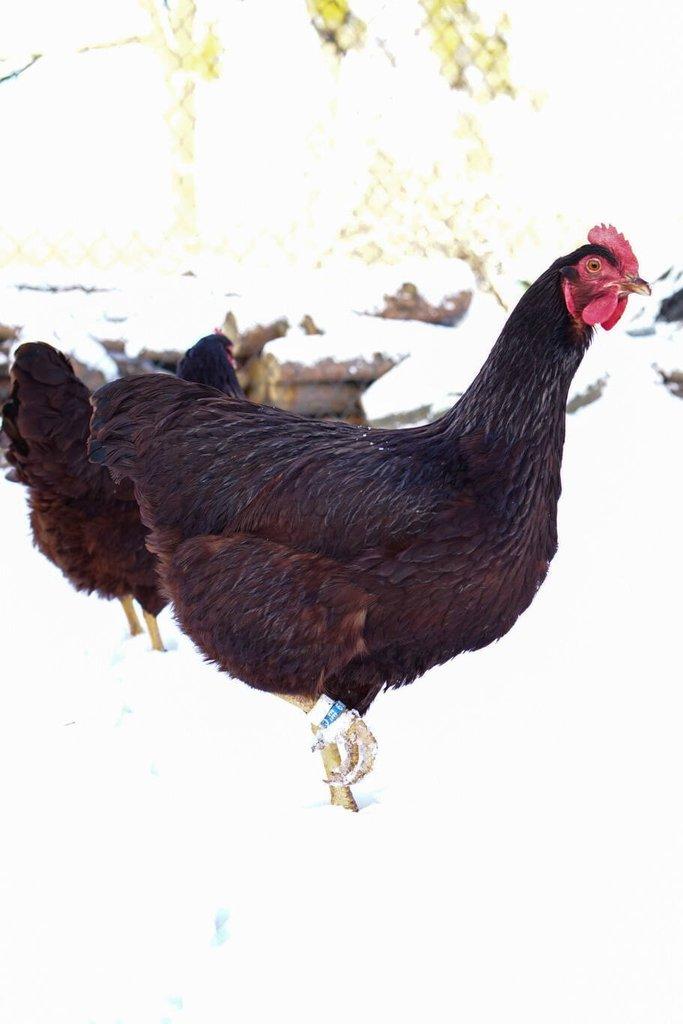 Rodajlendka 🥚🐣 (násadová vejce i kuřátka)