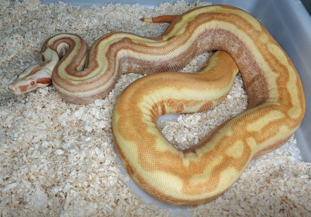 Boa imperator - Paraglow Motley Jungle, Sunglow Motley