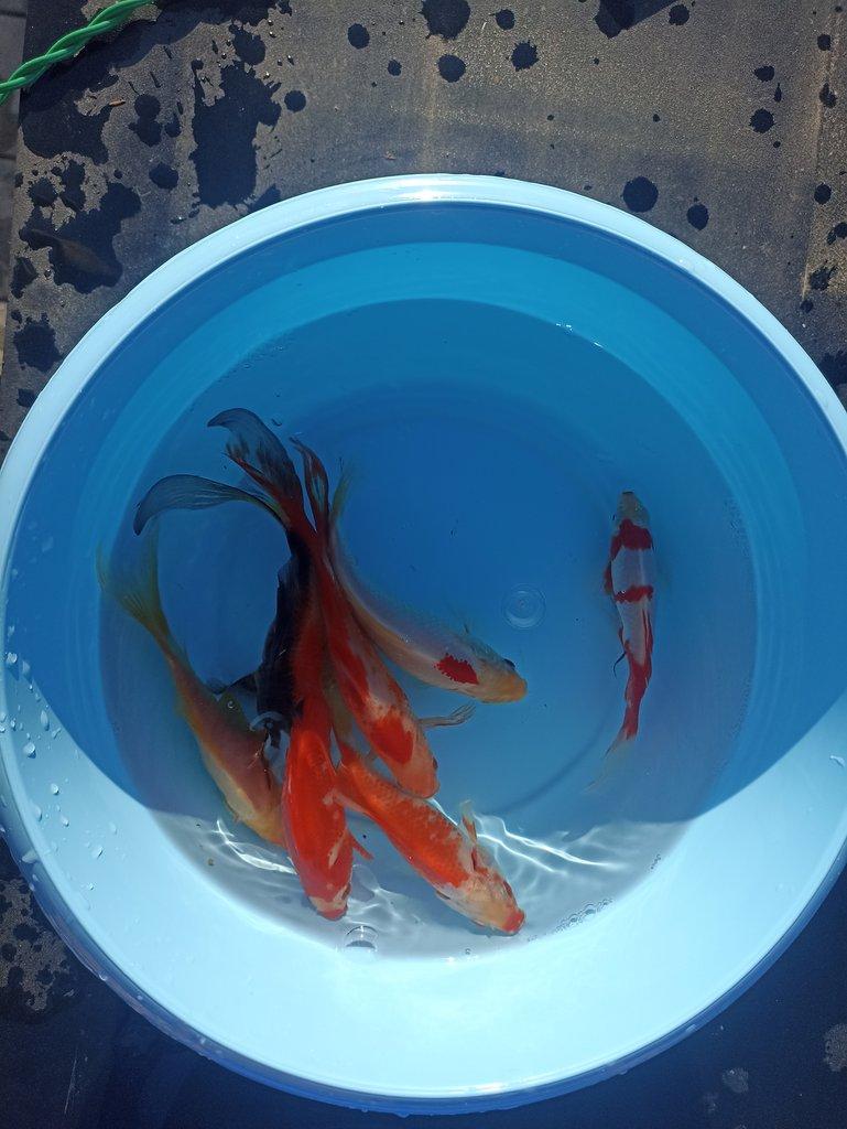Koi kapr,karas zlatý,karas shubunkin,závojnatky,jeseteři,vodní šneci okružáci.