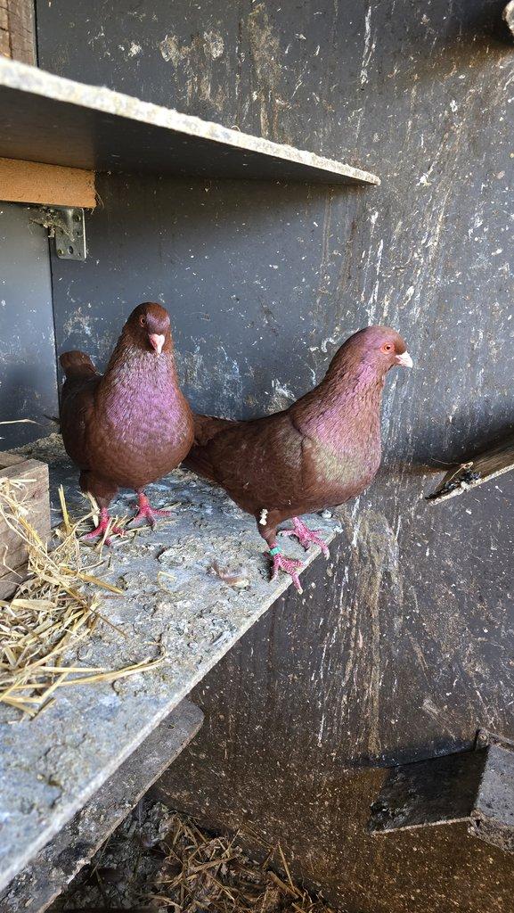 Prodám Benešovský holub červený.