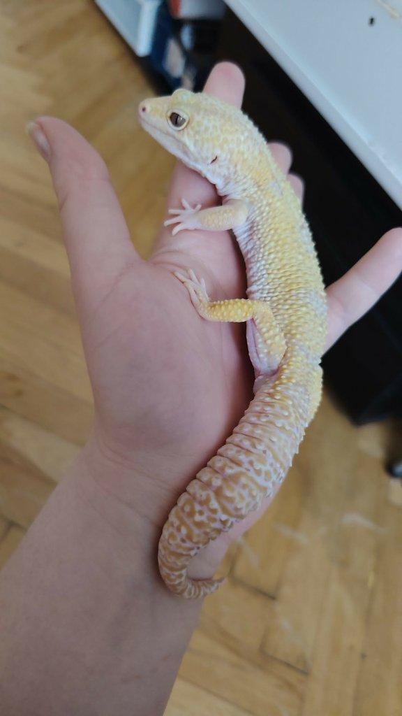 Gekončík noční - SAMEC