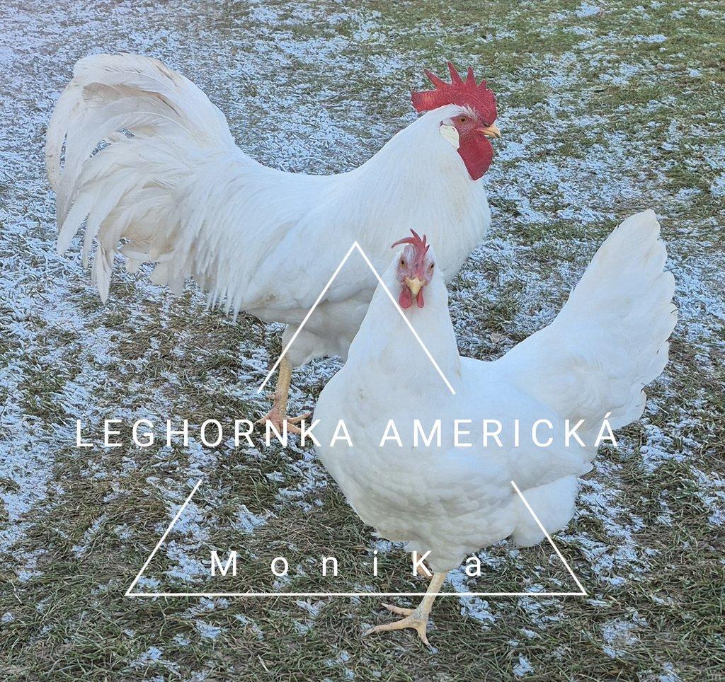 Násadová vajíčka leghornka americká bílá