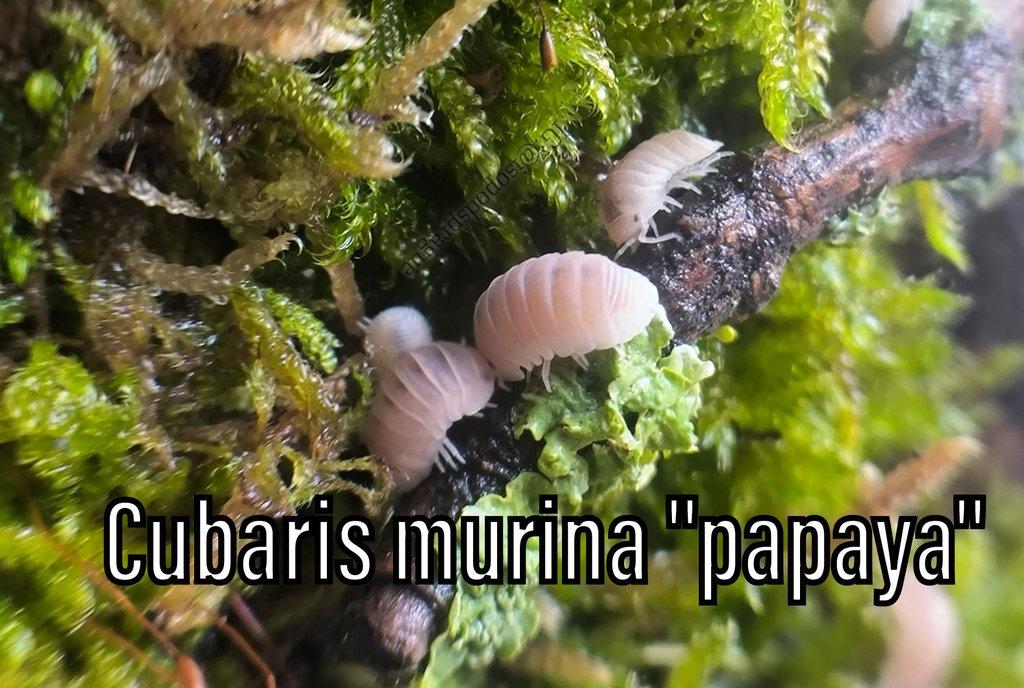 Isopody, mnohonožky, chvostoskoci, POSÍLÁM V TERMOBOXU