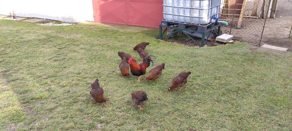 NV , Velsumka zdrobnělá rezavě koroptví.