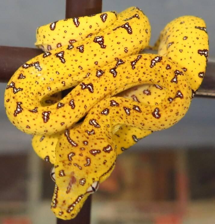 Morelia viridis - lokalitní crossy