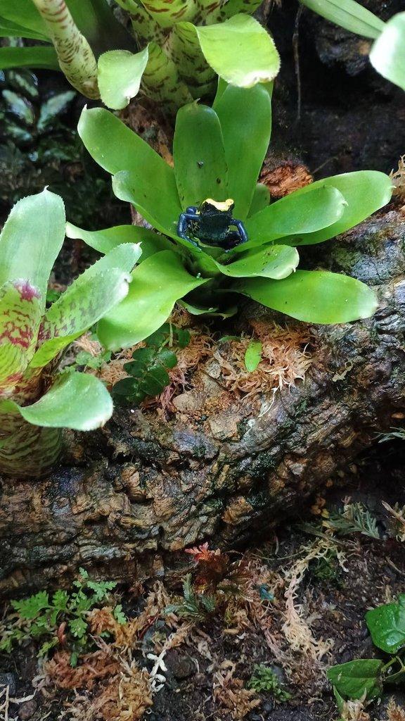 Dendrobates tinctorius nominat