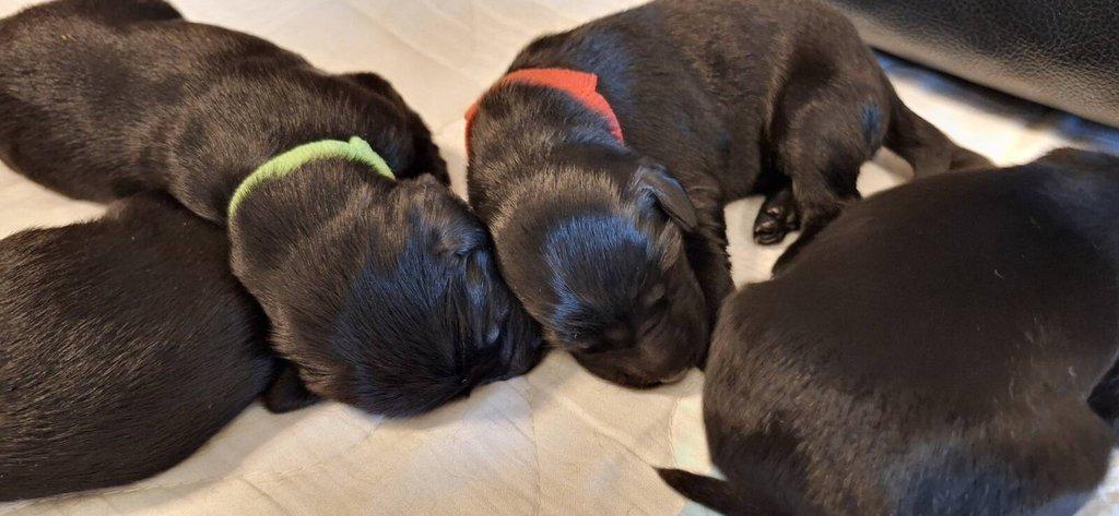 Flat Coated Retriever - štěňátka s PP + možnost výcvikových a socializačních lekcí zdarma