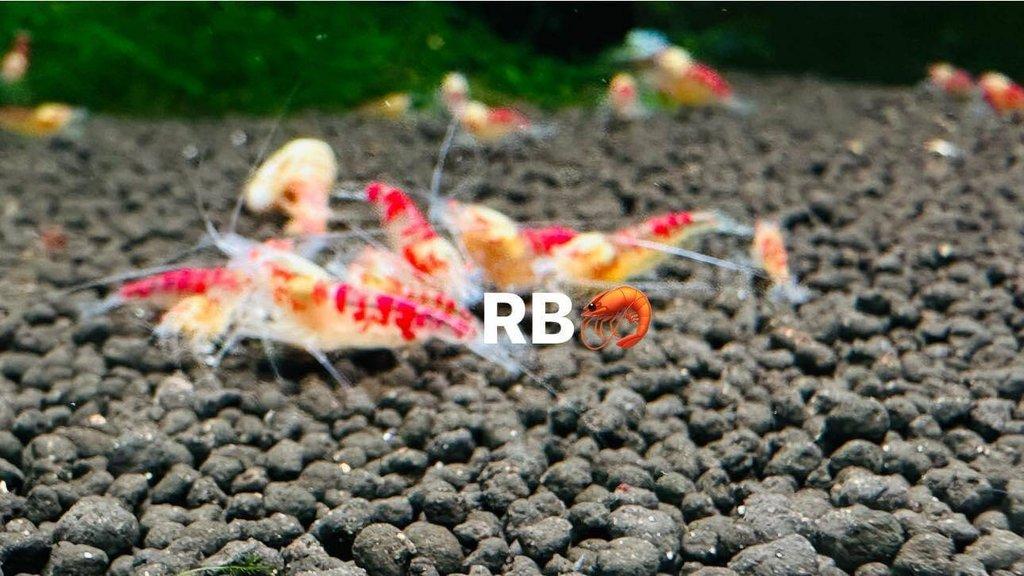 TOP PREMIUM AKVA KREVETKY Caridina a Neocaridina - Odchovy