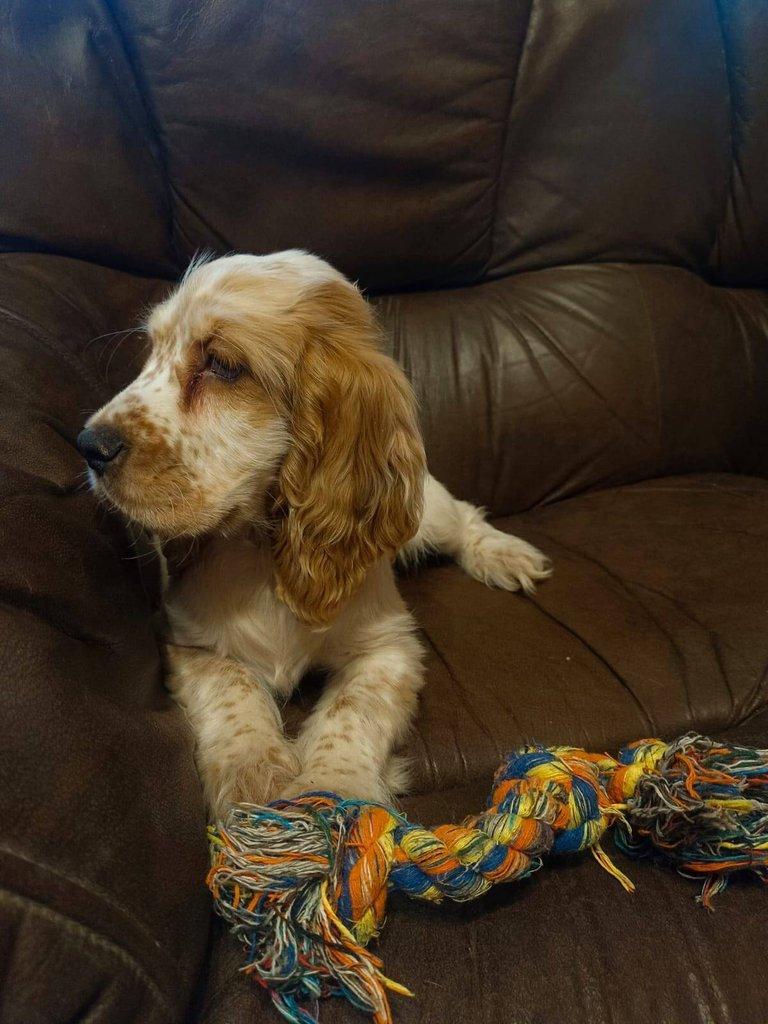 Anglický kokršpaněl barevný pejsek