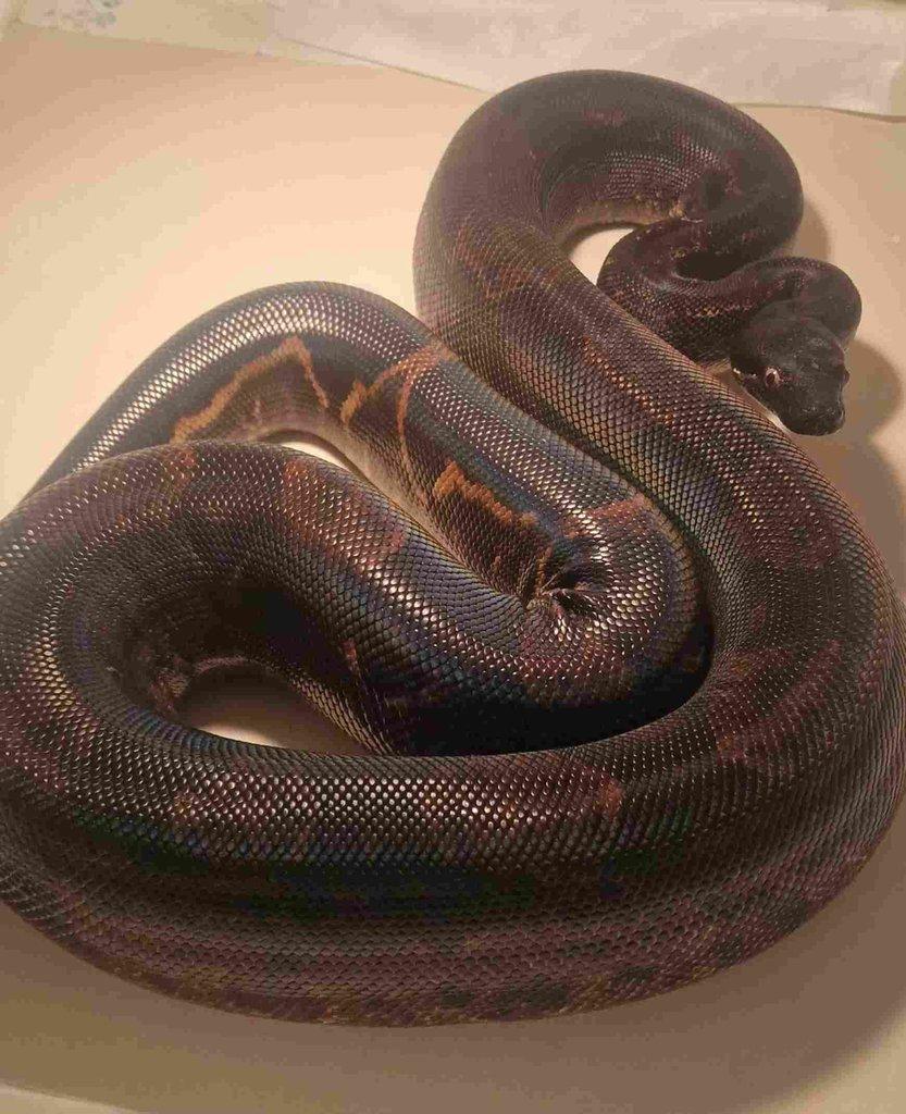 Hroznýš královský