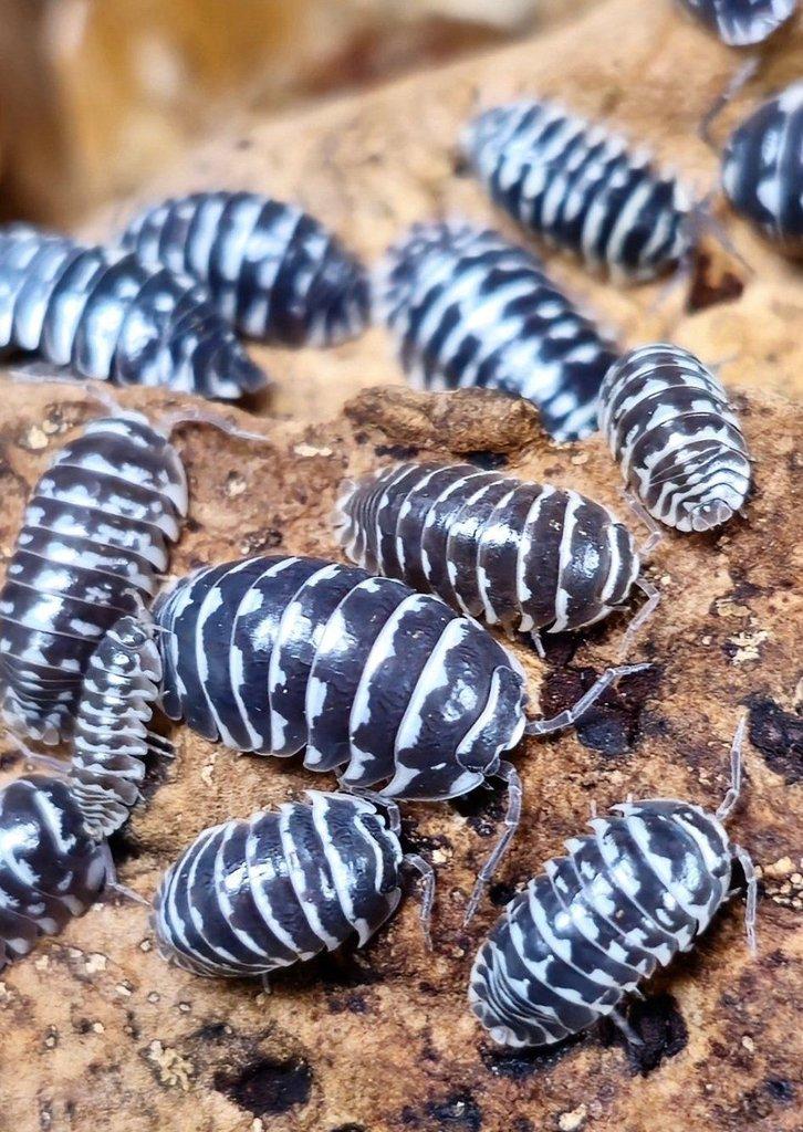 Stínky, isopody Armadillidium maculatum Zebra