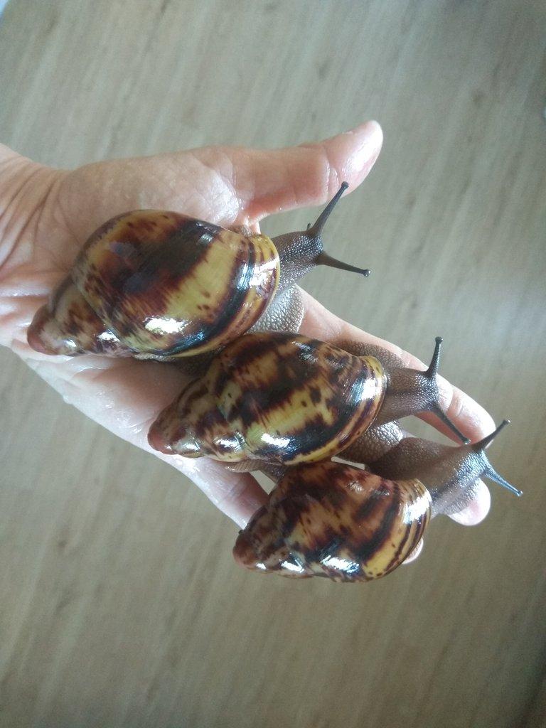Africký šnek Archachatina Marginata Suturalis dark body